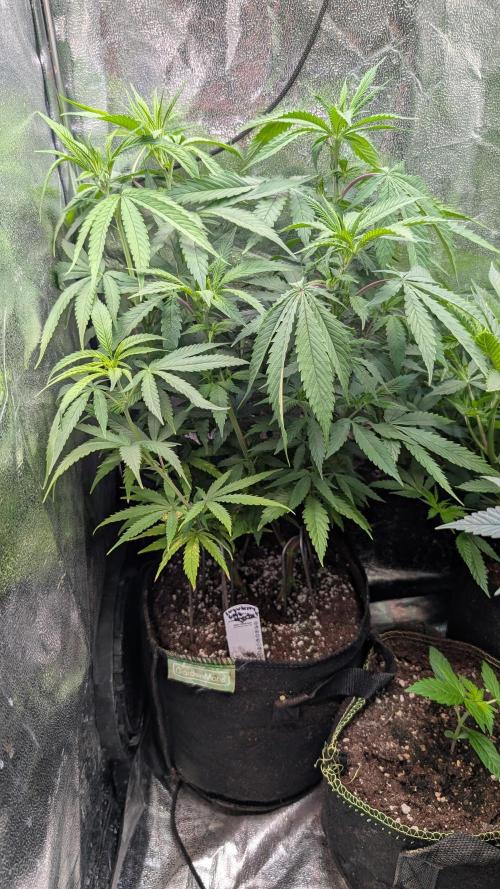 Strawberry Cola Sherbet F1 Sweet Seeds. Week 10 - Day 69