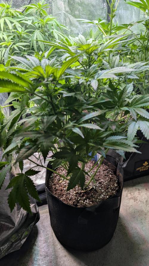 Super Boof Weed Seed Shop. Week 10 - Day 69