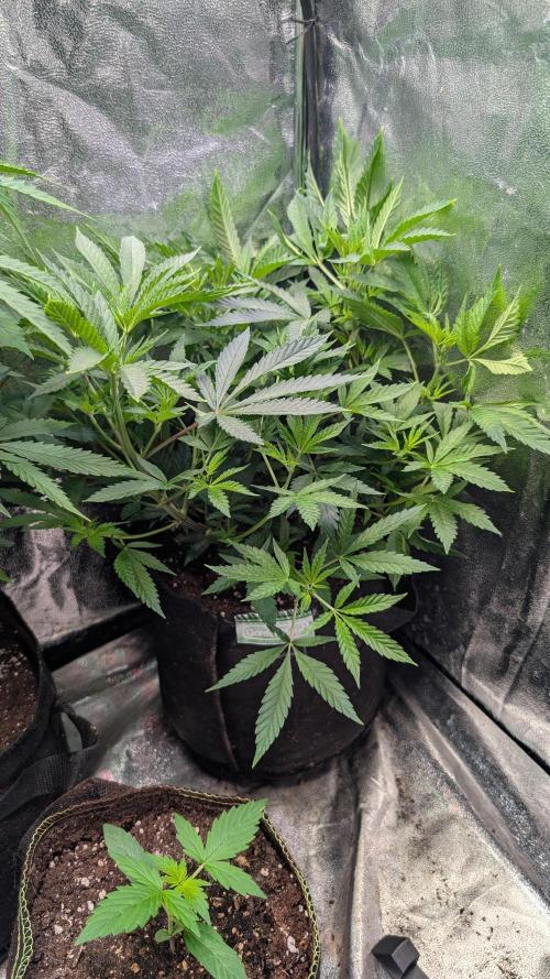 The Gassy One Super Sativa Seed Club. Week 10 - Day 69