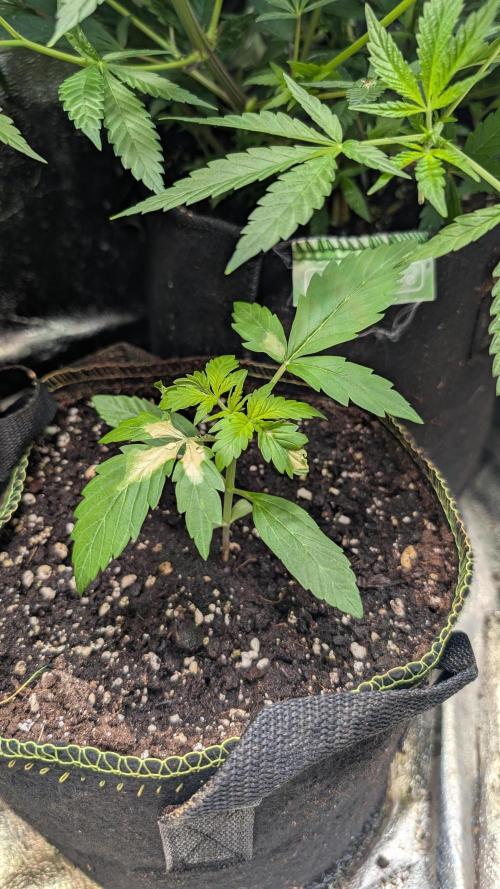 Toffee Pudding Auto. Week 3