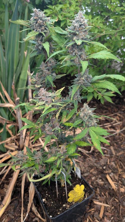 Purple Lemonade Auto Fast Buds Outdoor. Week 12 - Day 78