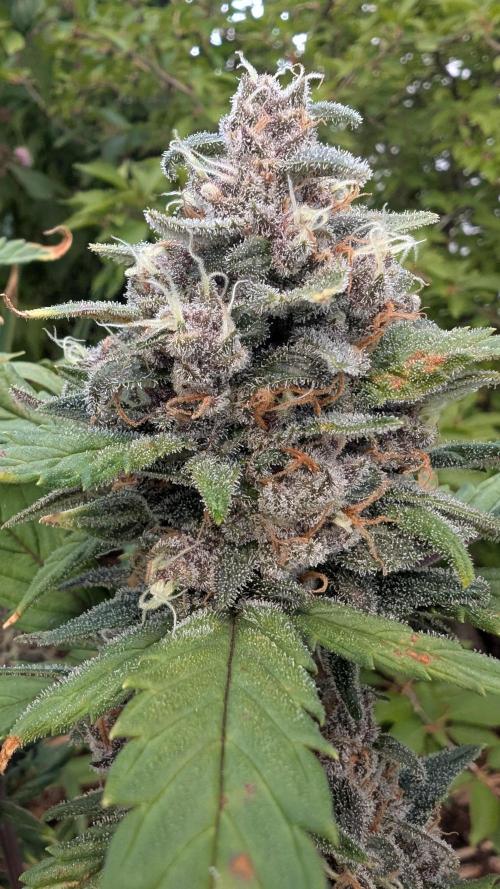Purple Lemonade Auto Fast Buds Outdoor. Week 12 - Day 78