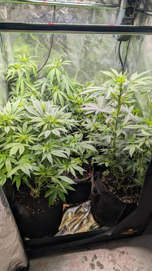 Glue Prom Walipini Seeds. Week 12 - Day 78
