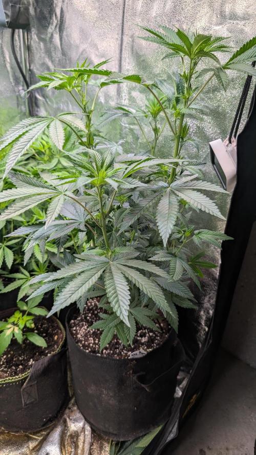 Glue Prom Walipini Seeds. Week 12 - Day 78