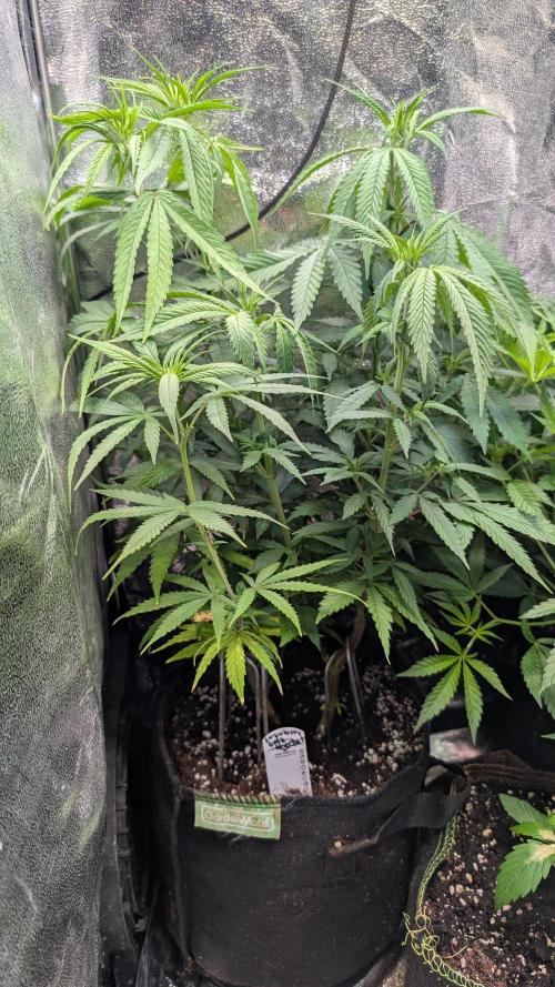 Strawberry Cola Sherbet F1 Sweet Seeds. Week 11 - Day 71