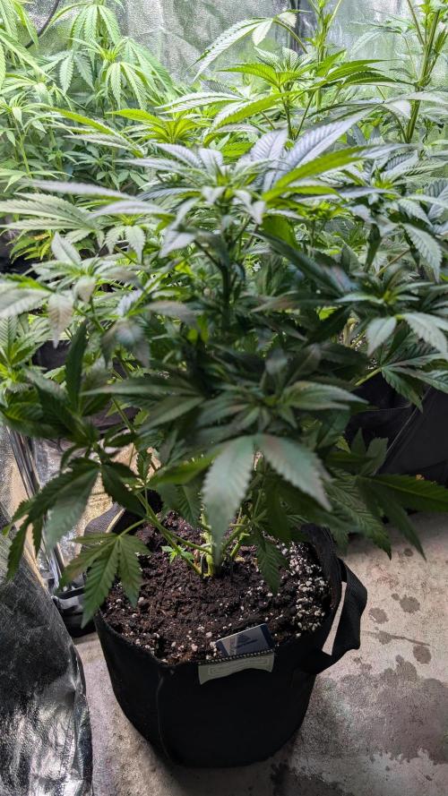 Super Boof Weed Seed Shop. Week 11 - Day 71