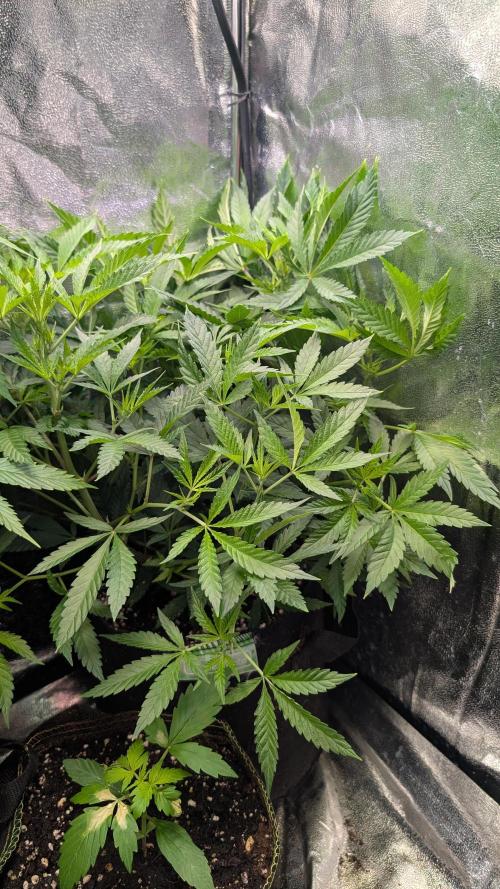 The Gassy One Super Sativa Seed Club. Week 11 - Day 71