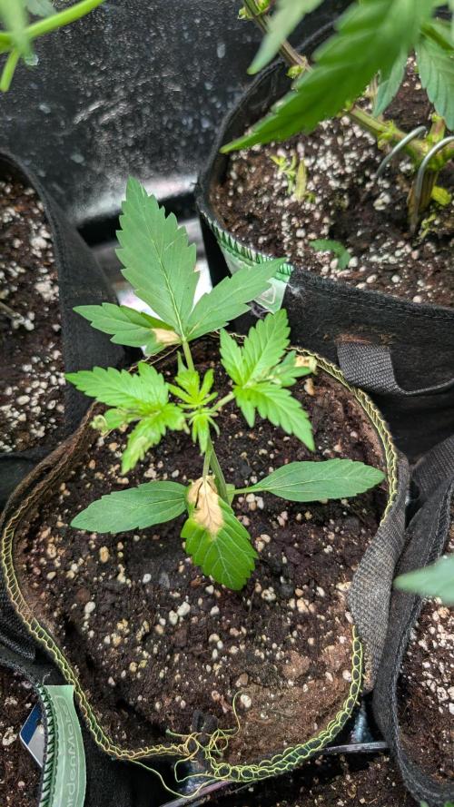 Toffee Pudding Auto. Week 3