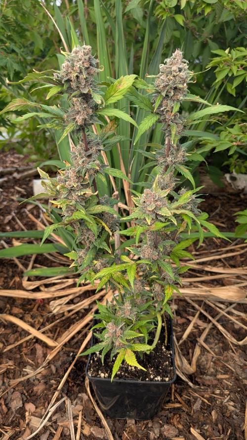 Purple Lemonade Auto Fast Buds Outdoor. Week 12 - Day 80