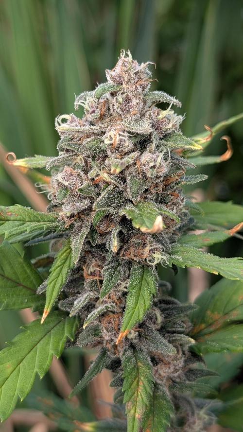 Purple Lemonade Auto. Week 12