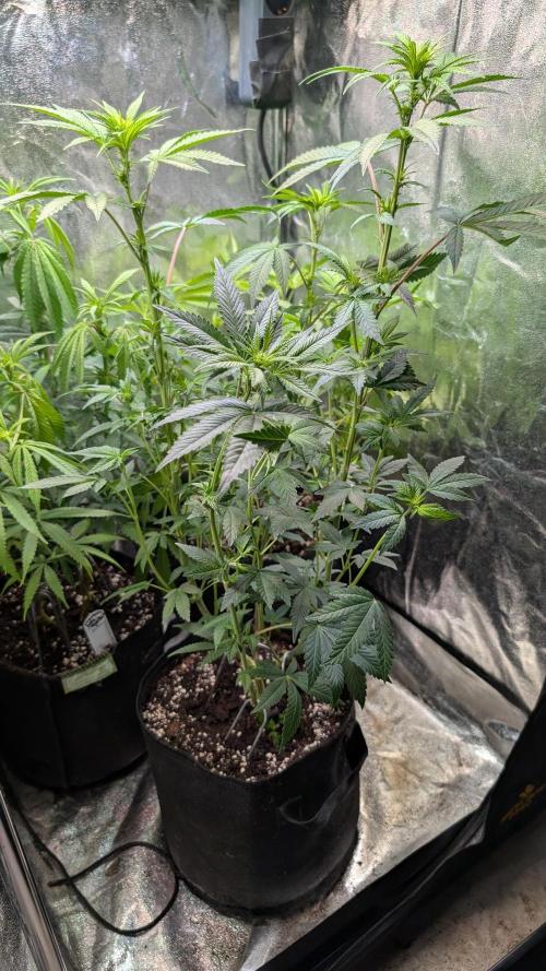 Glue Prom. Week 12