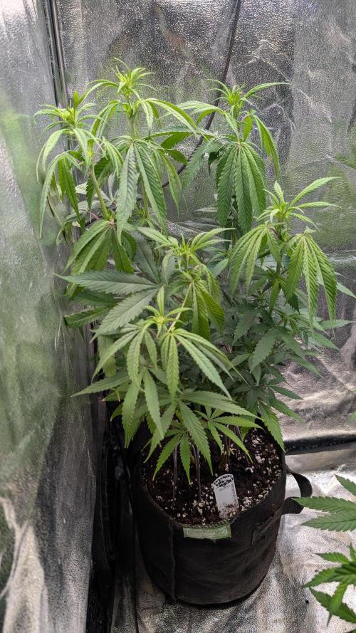 Strawberry Cola Sherbet F1 Sweet Seeds. Week 11 - Day 73