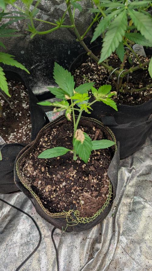 Toffee Pudding Auto. Week 3