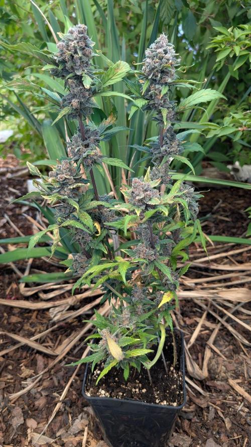 Purple Lemonade Auto Fast Buds Outdoor. Week 12 - Day 83