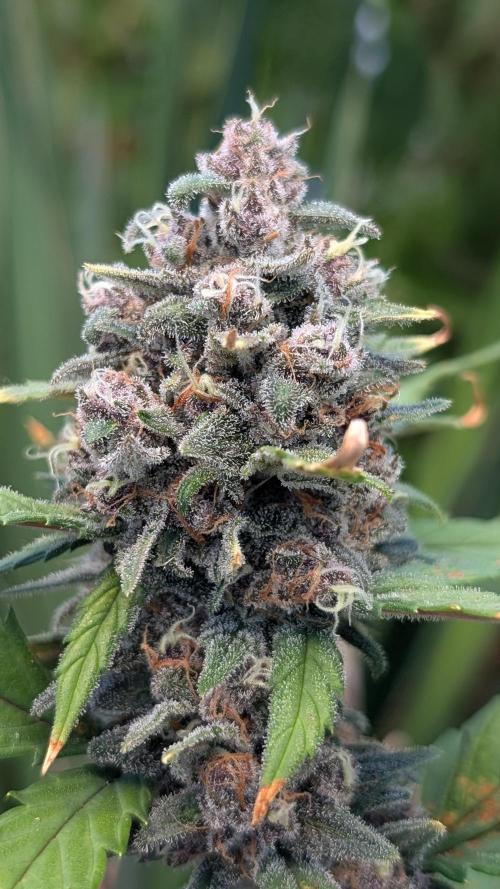 Purple Lemonade Auto Fast Buds Outdoor. Week 12 - Day 83