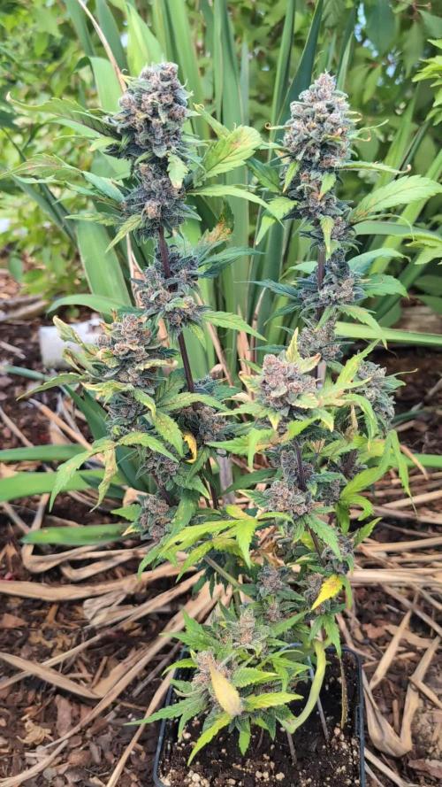 Purple Lemonade Auto Fast Buds Outdoor