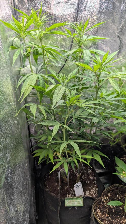 Strawberry Cola Sherbet F1 Sweet Seeds. Week 11 - Day 76