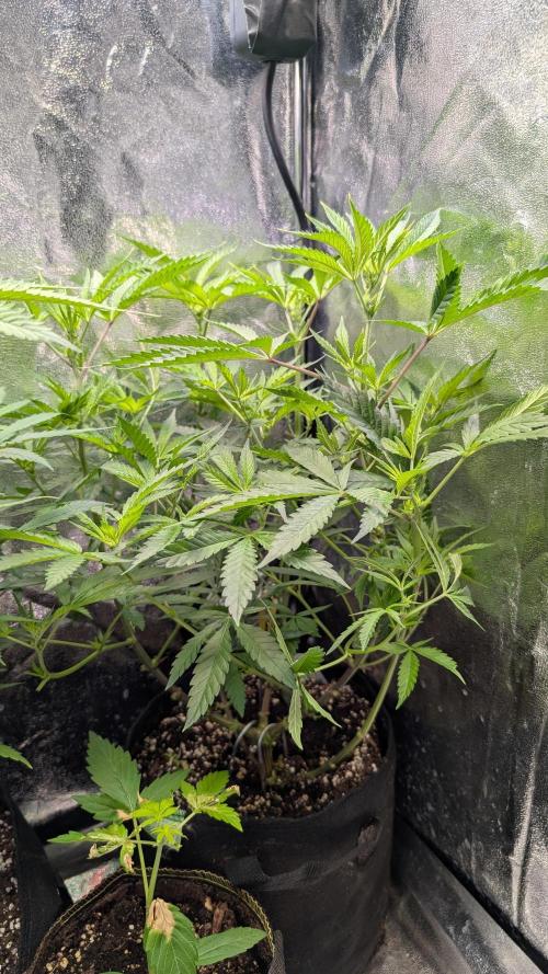 The Gassy One Super Sativa Seed Club. Week 11 - Day 76