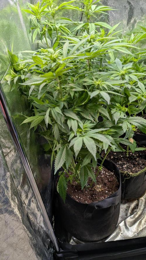 Super Boof Weed Seed Shop. Week 11 - Day 76