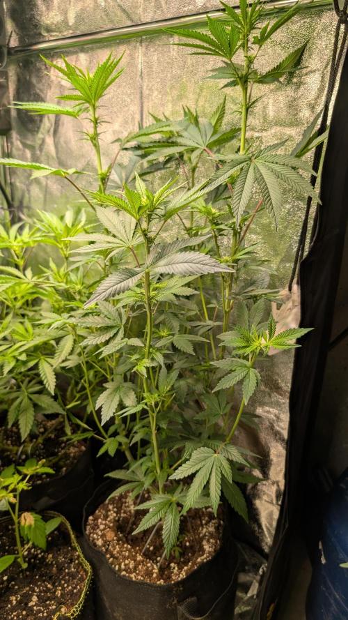Glue Prom Walipini Seeds. Week 12