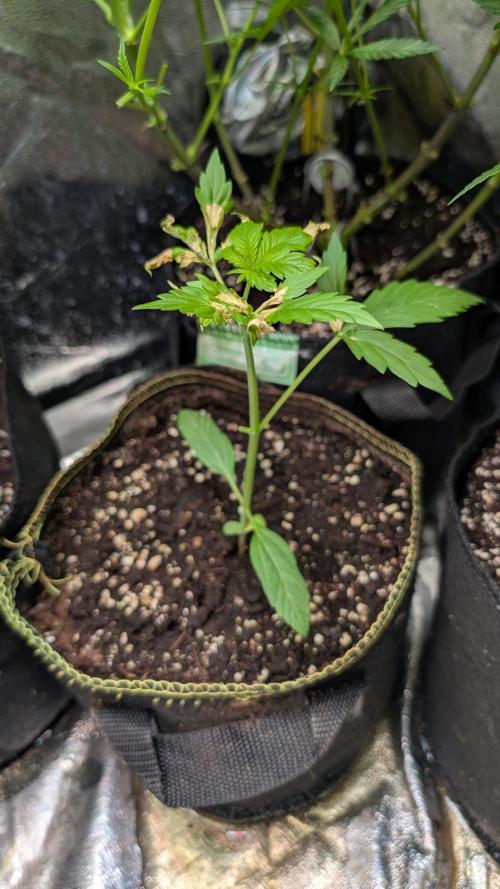 Toffee Pudding Auto. Week 4