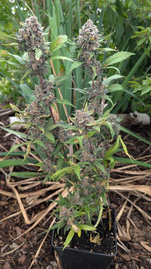 Purple Lemonade Auto Fast Buds Outdoor. Week 13 - Day 86