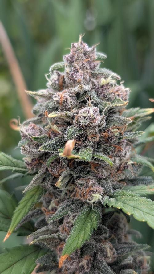 Purple Lemonade Auto. Week 13
