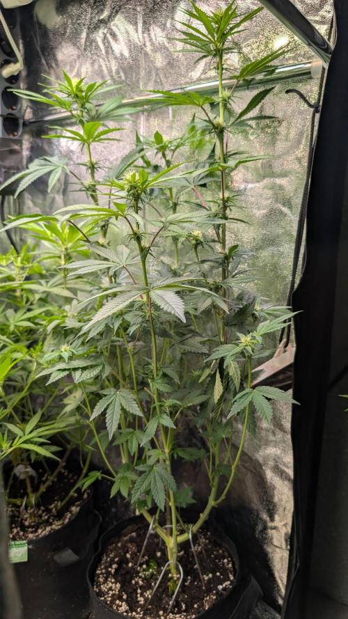 Glue Prom Walipini Seeds. Week 13 - Day 86 