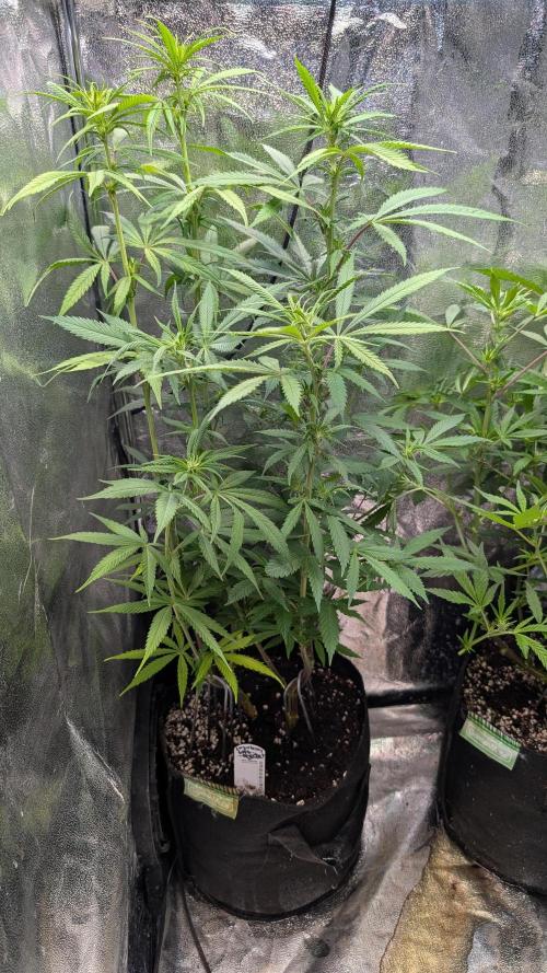 Strawberry Cola Sherbet F1 Sweet Seeds. Week 12 - Day 79 