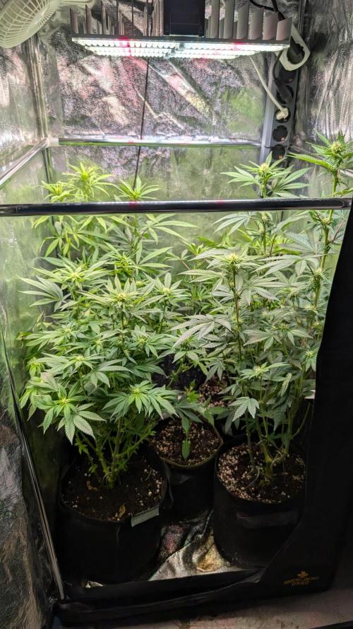 Super Boof Weed Seed Shop. Week 12 - Day 79