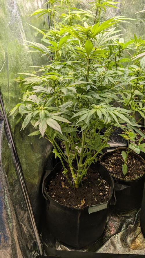 Super Boof Weed Seed Shop. Week 12 - Day 79 
