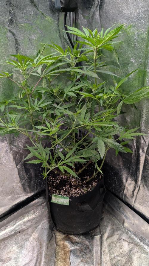 The Gassy One Super Sativa Seed Club. Week 12 - Day 79 