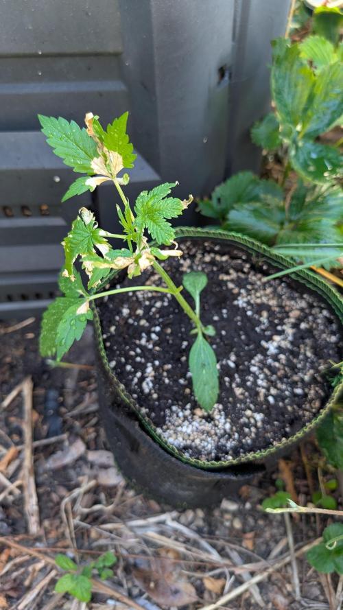 Toffee Pudding Auto. Week 4