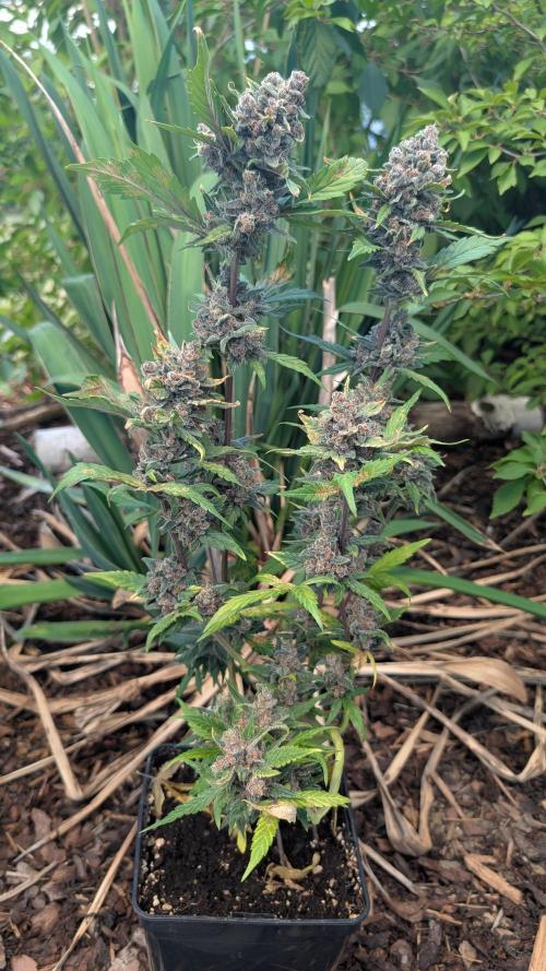 Purple Lemonade Auto Fast Buds Outdoor. Week 13 - Day 88