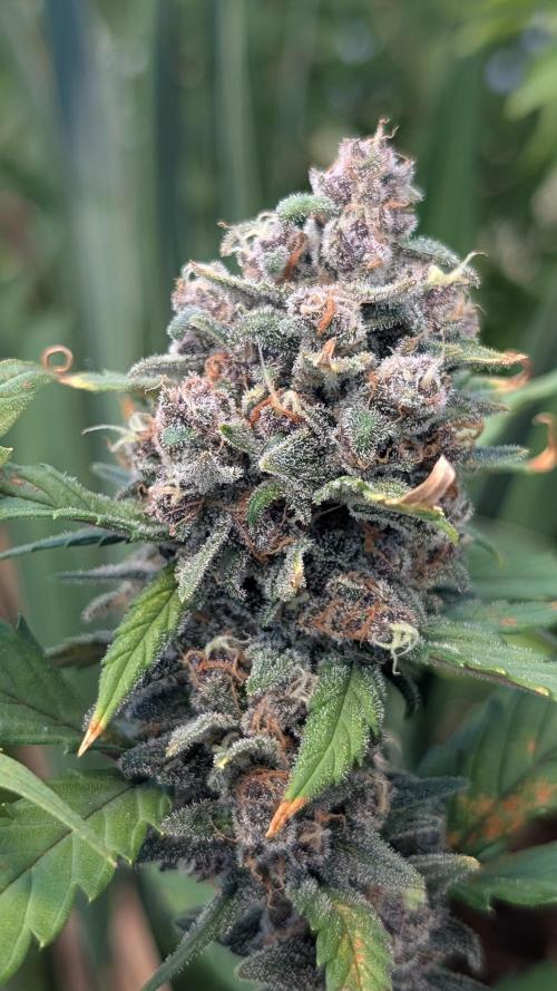 Purple Lemonade Auto. Week 13