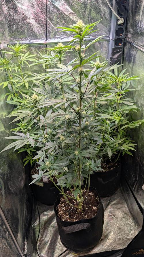 Glue Prom Walipini Seeds. Week 13 - Day 88