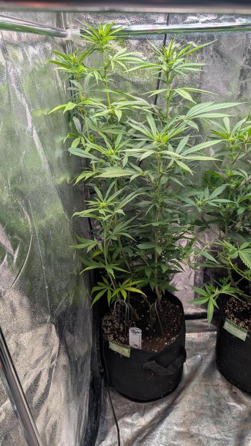 Strawberry Cola Sherbet F1 Sweet Seeds. Week 12 - Day 81