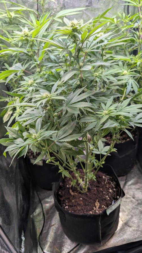 Super Boof Weed Seed Shop. Week 12 - Day 81
