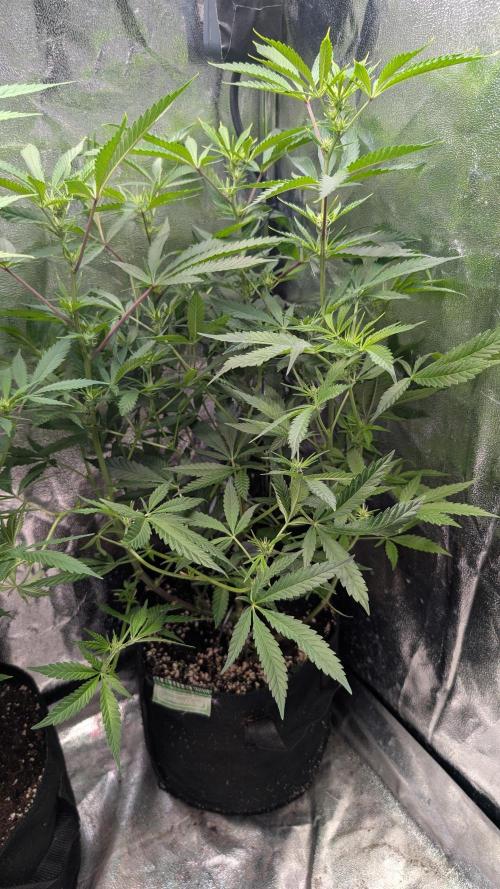 The Gassy One Super Sativa Seed Club. Week 12 - Day 81