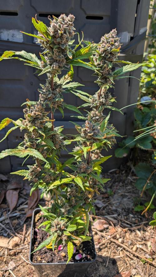 Purple Lemonade Auto Fast Buds Outdoor. Week 13 - Day 90
