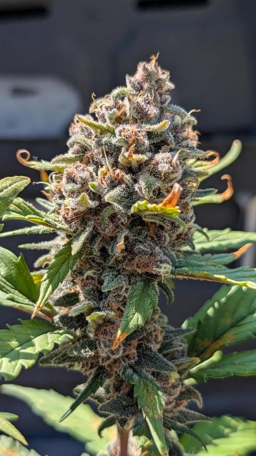 Purple Lemonade Auto Fast Buds Outdoor. Week 13 - Day 90