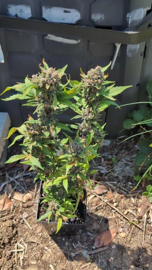 Purple Lemonade Auto Fast Buds Outdoor