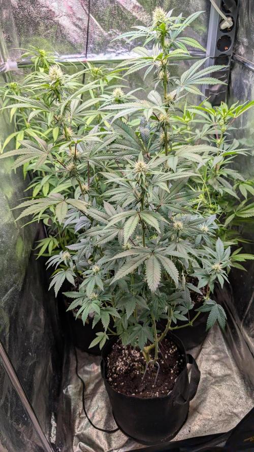Glue Prom Walipini Seeds. Week 13 - Day 90