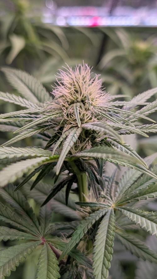 Glue Prom Walipini Seeds. Week 13 - Day 90