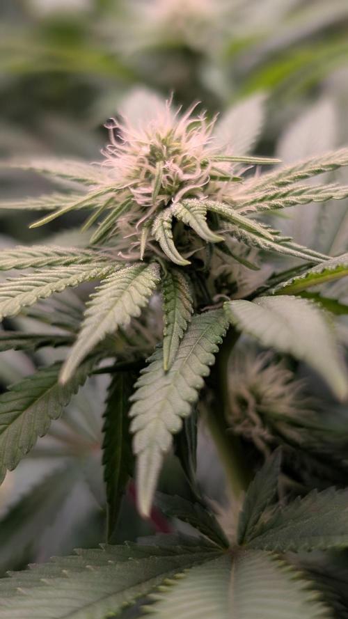Strawberry Cola Sherbet F1 Fast Version. Week 12