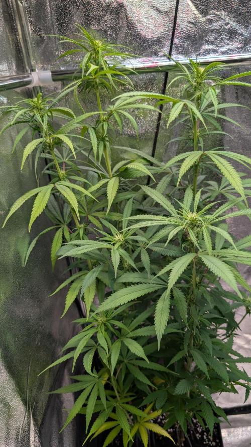 Strawberry Cola Sherbet F1 Sweet Seeds. Week 12 - Day 83