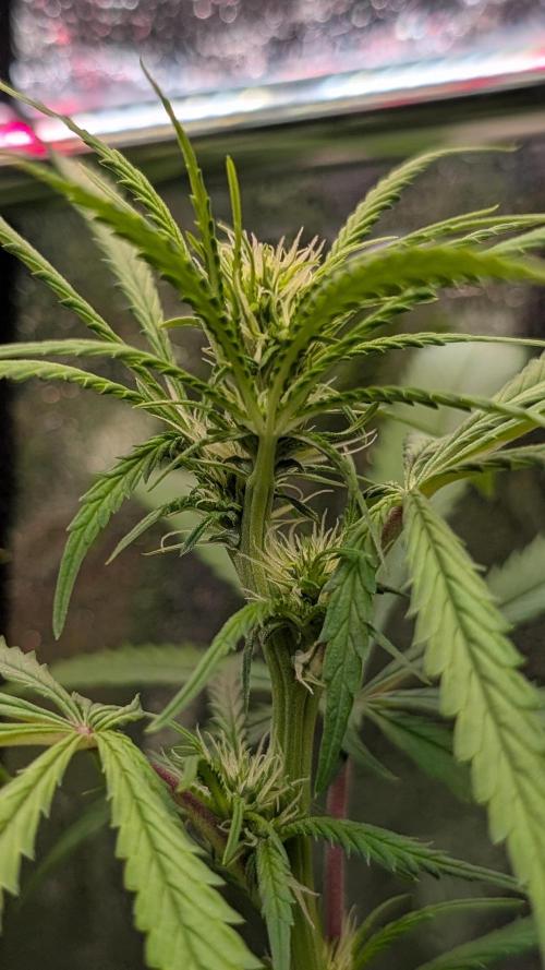 Strawberry Cola Sherbet F1 Fast Version. Week 12