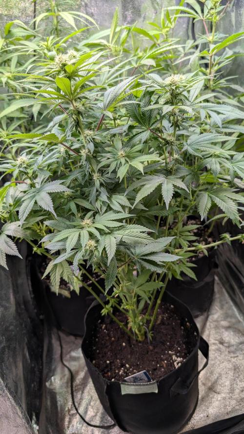 Super Boof Weed Seed Shop. Week 12 - Day 83