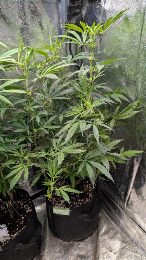 The Gassy One Super Sativa Seed Club. Week 12 - Day 83