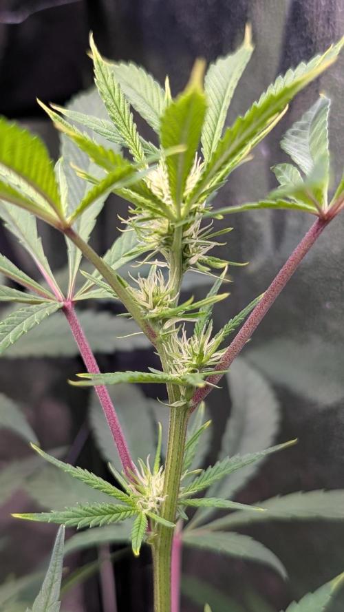 The Gassy One Super Sativa Seed Club. Week 12 - Day 83 